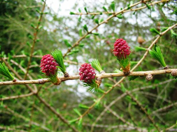 Descripci�n: F:\GYMNOSPERMA\Larix decidua  FJA.jpg