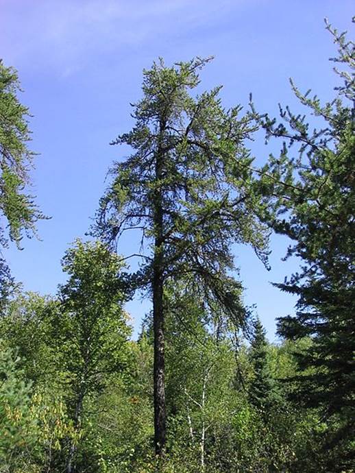 Descripci�n: Descripci�n: File:Pinus banksiana 2-eheep (5098080118).jpg