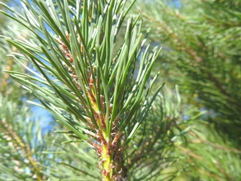 Descripci�n: D:\flores x localidad\floraxlocalidad\Los Rios\Huilo Huilo integro\Huilo Huilo-2013\flores HH -javiera\flores javiera 23-enero-2013\DSCN0629_Pinus contorta.JPG