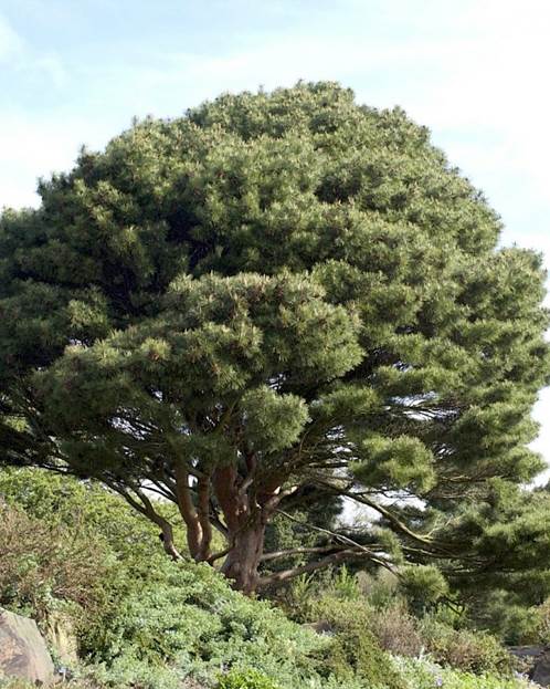 Descripcin: Pinus densiflora 'Umbraculifera' - 