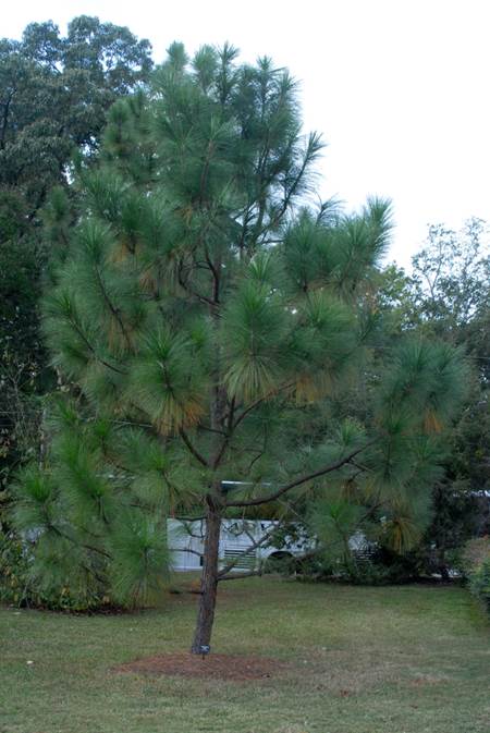 Descripcin: Pinus palustris (Long-leaf Pine, Longleaf Pine, Southern Pine ...