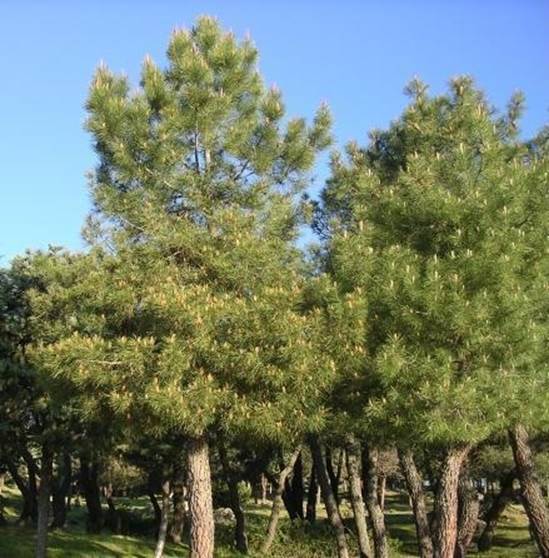 Descripcin: Pinus pinaster (Pino resinero o Pino rodeno) - Lorenzo Milani