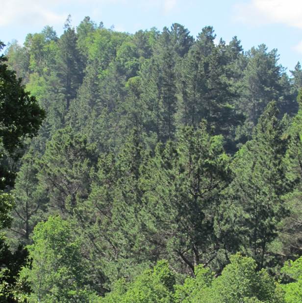 Descripcin: D:\flores x localidad\floraxlocalidad\Bio Bio\nonguen-chiguayante-hualqui\nonguen-chiguayante-hualqui-10-2011\IMG_2901.JPG