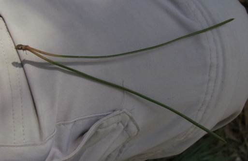 Descripcin: D:\flores x localidad\floraxlocalidad\Bio Bio\nonguen-chiguayante-hualqui\nonguen-chiguayante-hualqui-10-2011\IMG_2850 pinus maritima.JPG