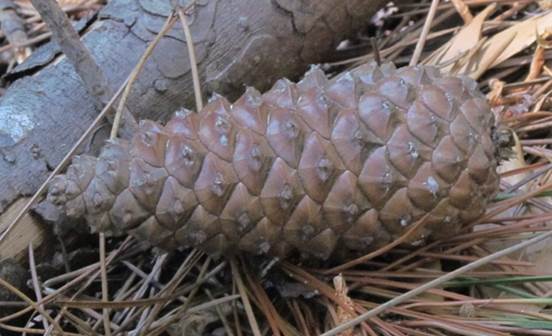 Descripcin: D:\flores x localidad\floraxlocalidad\Bio Bio\nonguen-chiguayante-hualqui\nonguen-chiguayante-hualqui-10-2011\IMG_2851 pinus maritima.JPG