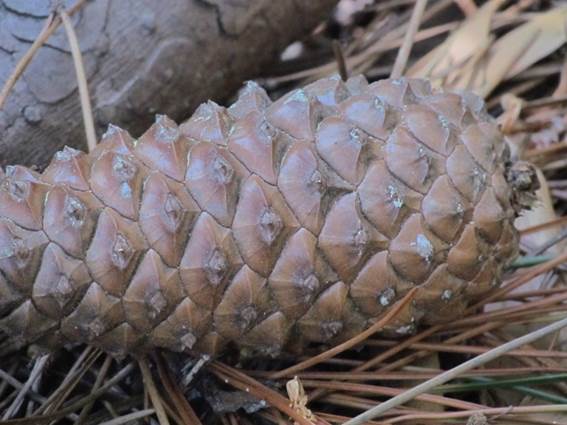 Descripcin: D:\flores x localidad\floraxlocalidad\Bio Bio\nonguen-chiguayante-hualqui\nonguen-chiguayante-hualqui-10-2011\IMG_2852 pinus maritima.JPG