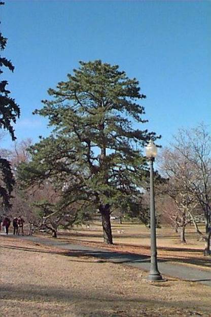 Descripci�n: Descripci�n: Pinus rigida - Alchetron, The Free Social Encyclopedia
