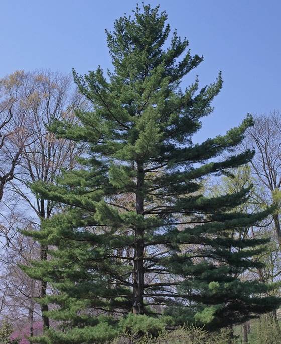 Descripci�n: Eastern White Pine - Pinus strobus