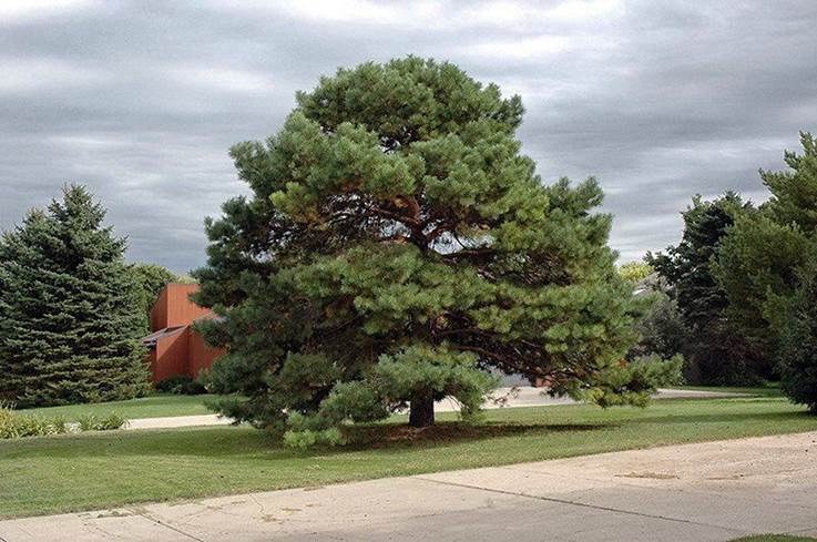 Descripci�n: Pinus sylvestris - Scots pine Extra - Nursery of ornamental plants Florex  Ukraine