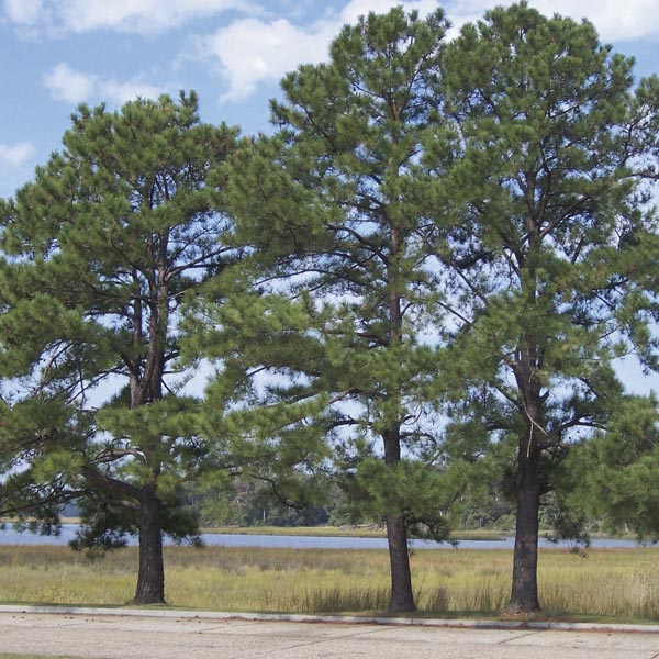 Descripci�n: Descripci�n: https://s3.amazonaws.com/mygardenlife.com/plant-library/full/5535_18.jpg