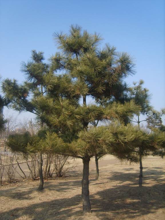 Descripci�n: Descripci�n: Young Pinus thunbergii.JPG