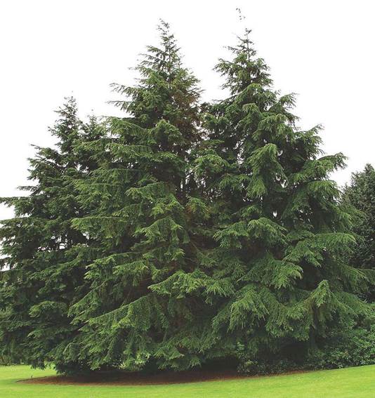 Descripci�n: Canadian Hemlock | Knowledgebase | Johnson's Nursery
