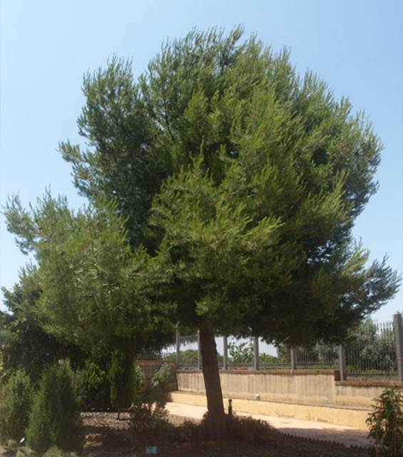 Descripcin: Pinus halepensis  JB-96-05 | Base de datos Jardn Botnico