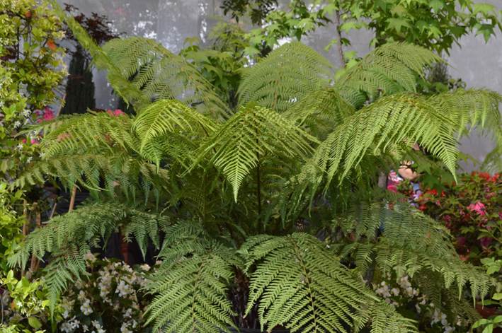 Descripci�n: D:\JM-disco duro\Vasculares x familia-todas\Pteridofita\HELECHOS EXOTICOS\Dicksonia antarctica  Labill.  FJMB  Exp. P. Arauco 2015  (3).JPG