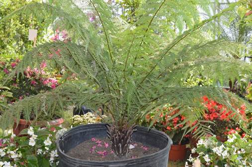 Descripci�n: D:\JM-disco duro\Vasculares x familia-todas\Pteridofita\HELECHOS EXOTICOS\Dicksonia antarctica  Labill.  FJMB  Exp. P. Arauco 2015  (1).JPG