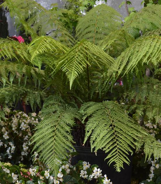 Descripci�n: D:\JM-disco duro\Vasculares x familia-todas\Pteridofita\HELECHOS EXOTICOS\Dicksonia antarctica  Labill.  FJMB  Exp. P. Arauco 2015  (2).JPG