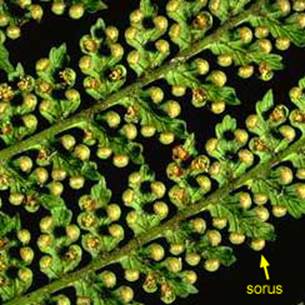 Descripci�n: Dicksonia antarctica