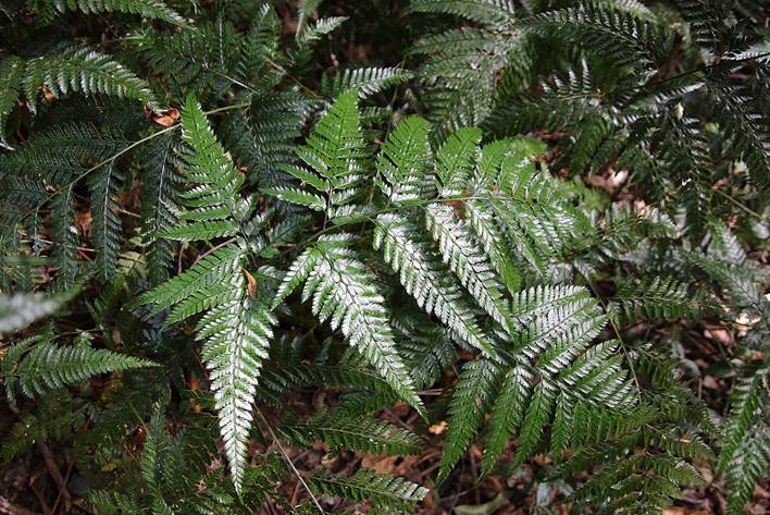 Descripción: Glossy fern Woolgoolga Creek.jpg