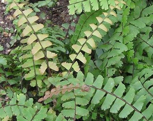 Descripci�n: https://www.plantasvillor.com/wp-content/uploads/2019/08/Adiantum-caudatum2.jpg