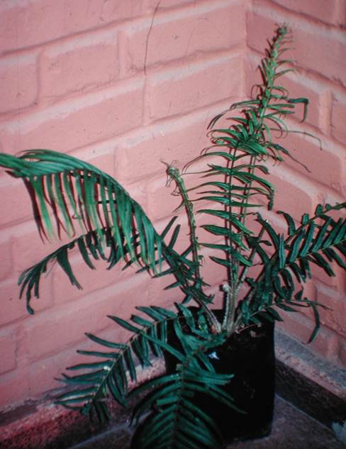Descripci�n: D:\JM-disco duro\Vasculares x familia-todas\FOTOS\FOTOS  CARPETAS DISCO ORIGINAL (SIN ORDEN)\Documentos respaldados  DCJMB6554\VARIOS\FLORA\Pteris  longifolia   JMB (2).JPG