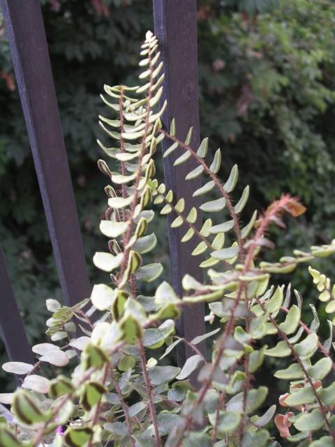Descripci�n: D:\flores x genero\flora generos por alfabeto\fotos n-r\Pellaea\pellaea.JPG
