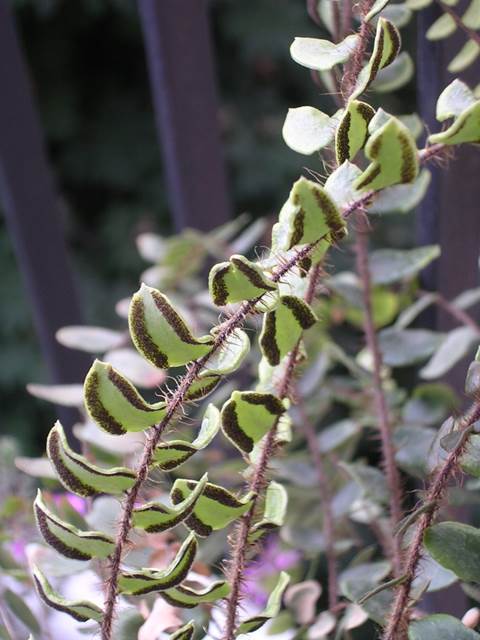 Descripci�n: D:\flores x genero\flora generos por alfabeto\fotos n-r\Pellaea\pellaearotundifolia2.JPG