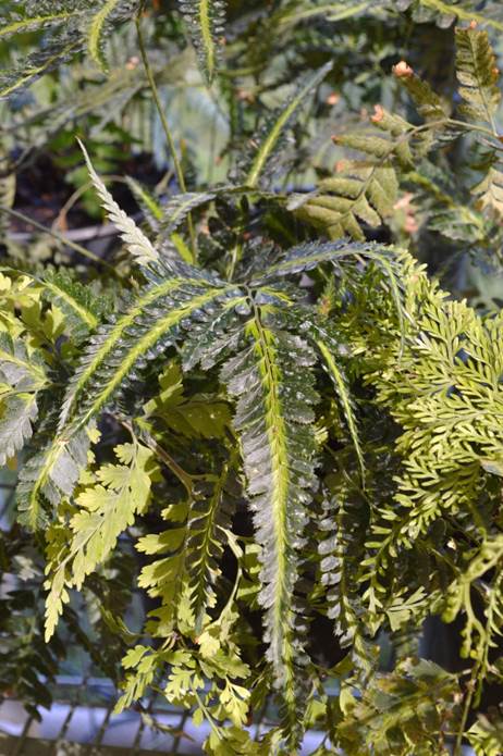 Descripción: D:\PUBLIC\trabajandolos\chloris chilensis pdf-enciclopedia\Fichas enciclopedicas\imagenes\Arachniodes simplicior (Mak.) Ohwi cv. variegata Parq. Araucano FJMB 2017 (2).JPG