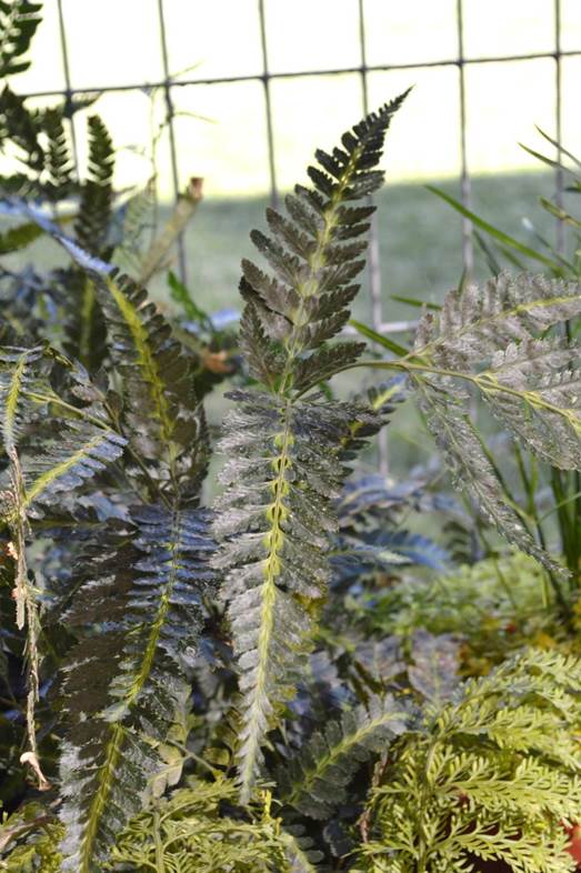 Descripción: D:\PUBLIC\trabajandolos\chloris chilensis pdf-enciclopedia\Fichas enciclopedicas\imagenes\Arachniodes simplicior (Mak.) Ohwi cv. variegata Parq. Araucano FJMB 2017 (8).JPG