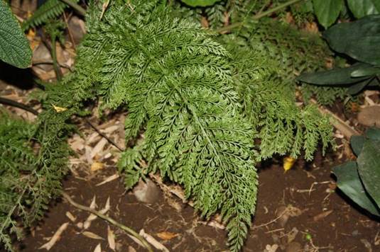 Descripción: Descripción: D:\JM-disco duro\Vasculares x familia-todas\Pteridofita\HELECHOS EXOTICOS\Asplenium bulbiferum FJMB (2).JPG