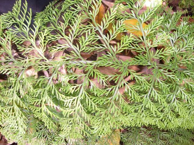 Descripción: Descripción: D:\JM-disco duro\Vasculares x familia-todas\Pteridofita\HELECHOS EXOTICOS\Asplenium bulbiferum FJMB (3).jpg