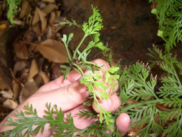 Descripción: Descripción: D:\JM-disco duro\Vasculares x familia-todas\Pteridofita\HELECHOS EXOTICOS\Asplenium bulbiferum FJMB (2).jpg