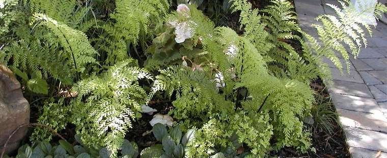 Descripción: Asplenium Species, Mauritius Spleenwort, Mother Fern Asplenium daucifolium