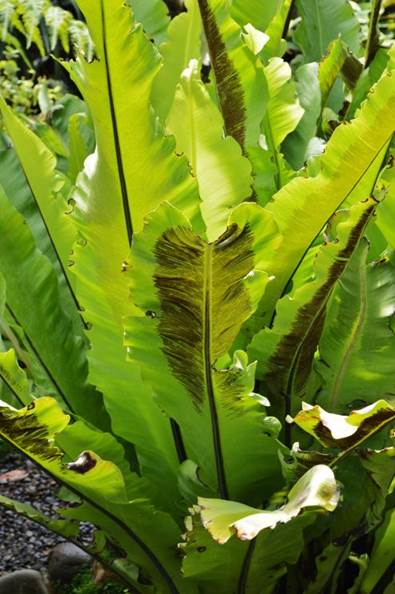 Descripción: D:\JM-disco duro\Vasculares x familia-todas\Pteridofita\HELECHOS EXOTICOS\Asplenium nidus L. J. Bot. Nacional FJMB 11 Nov. 2015 (9).JPG