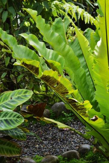 Descripción: D:\JM-disco duro\Vasculares x familia-todas\Pteridofita\HELECHOS EXOTICOS\Asplenium nidus L. J. Bot. Nacional FJMB 11 Nov. 2015 (7).JPG