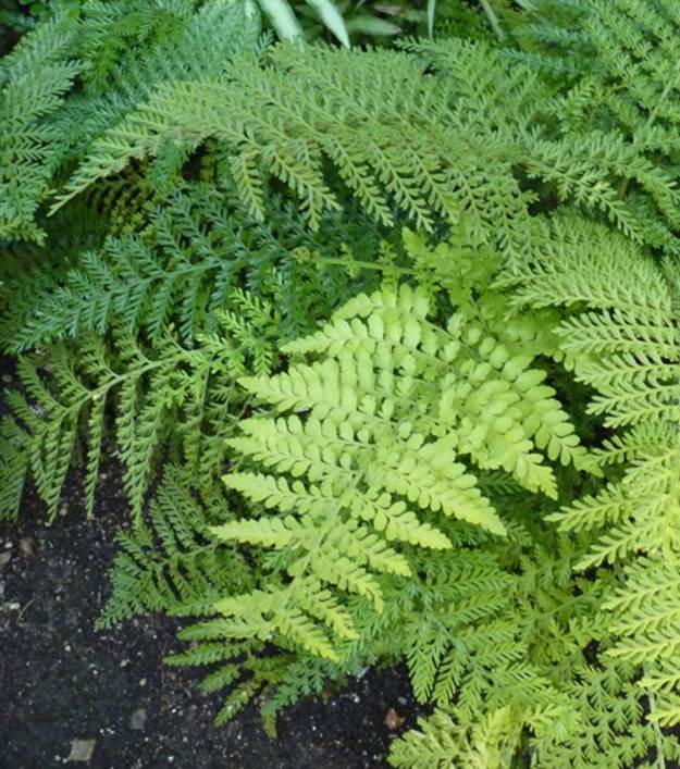 Descripción: Asplenium shuttleworthianum 29363069081_f4991dd8ec_o