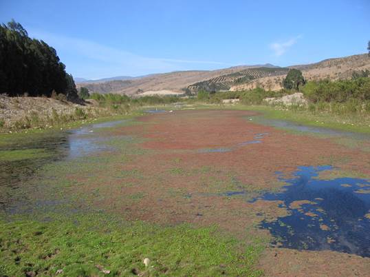 Descripción: D:\JM-disco duro\Vasculares x familia-todas\Pteridofita\HELECHOS CHILENOS\Azolla filiculoides FJA (3).jpg