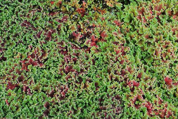 Descripción: D:\JM-disco duro\Vasculares x familia-todas\Pteridofita\HELECHOS CHILENOS\Azolla filiculoides FJMB Casa Jaime.JPG