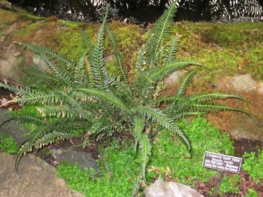 Descripci�n: https://upload.wikimedia.org/wikipedia/commons/2/23/Doodia_media_%28Washington_DC%29.jpg