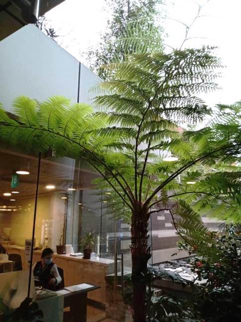 Descripción: D:\flores x genero\Ornamentales varias\Ornamentales\flora ornamental\Cyathea (Alsophila) australis (3).jpg