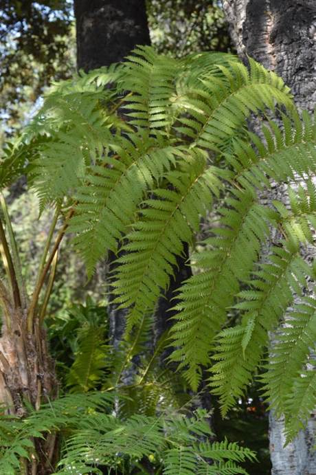 Descripción: D:\JM-disco duro\Vasculares x familia-todas\Pteridofita\HELECHOS EXOTICOS\Cyathea australia FJMB Exp. P. Arauco 2015 (2).JPG