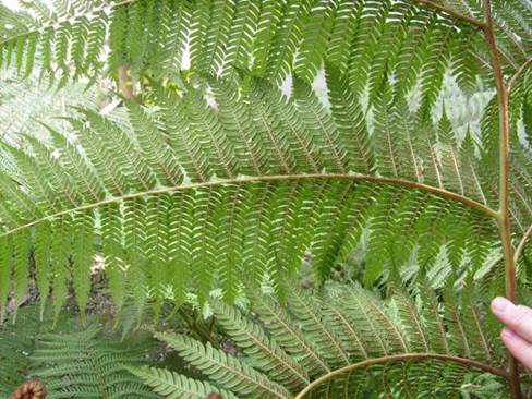 Descripción: D:\JM-disco duro\Vasculares x familia-todas\Pteridofita\HELECHOS EXOTICOS\Cyathea australis Jardín Botánico de Viña del Mar FJMB.jpg