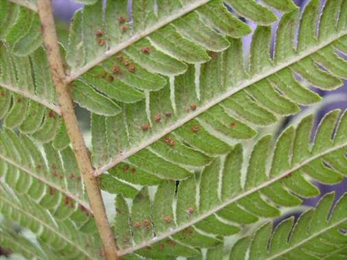 Descripción: D:\JM-disco duro\Vasculares x familia-todas\Pteridofita\HELECHOS EXOTICOS\Cyathea australis Jardín Botánico de Viña del Mar FJMB (1).jpg