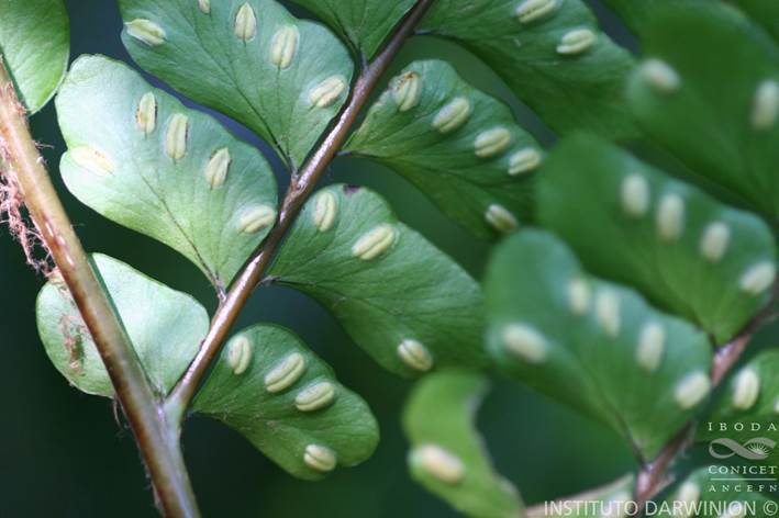 Descripción: http://www.darwin.edu.ar/ImagenesIris/Didymochlaena%20truncatula%20(1)%20.JPG