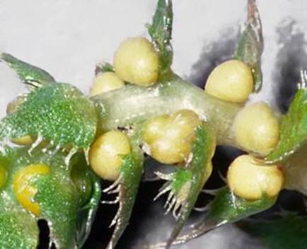 Descripción: Esporangios de Selaginella