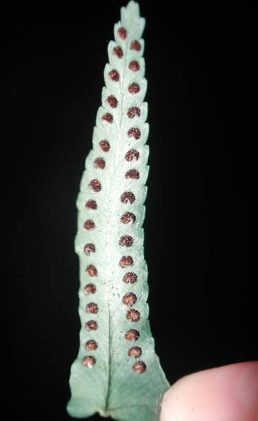 Descripción: D:\JM-disco duro\Vasculares x familia-todas\FOTOS\FOTOS CARPETAS DISCO ORIGINAL (SIN ORDEN)\Documentos respaldados DCJMB6554\VARIOS\FLORA\Nephrolepis cordifolia Soros JMB.JPG