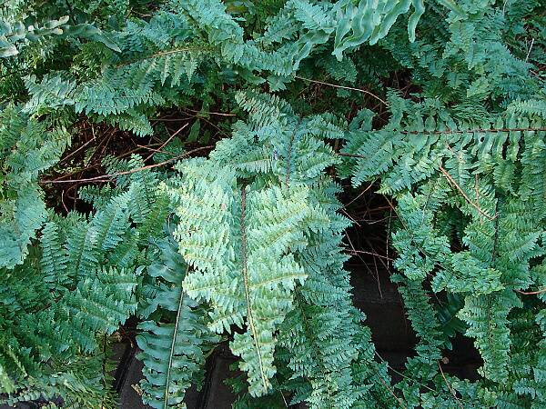 Descripción: D:\JM-disco duro\Vasculares x familia-todas\FOTOS\FOTOS CARPETAS DISCO ORIGINAL (SIN ORDEN)\HELECHOS EXOTICOS DCJMB221\Nephrolepis exaltata (L.) Schott FW5513152.jpg