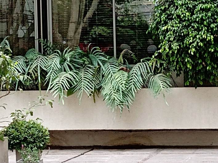 Descripción: D:\flores x genero\Ornamentales varias\Ornamentales\Pteridophyta\Phlebodium aureum (4).jpg