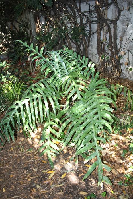 Descripción: F:\JM-disco duro\Vasculares x familia-todas\Pteridofita\HELECHOS EXOTICOS\Phlebodium aureum (L.) Smith (= Polypodium aureum L. ) FJMB (1).JPG