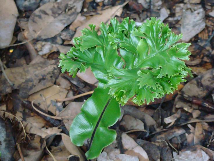 Descripción: D:\JM-disco duro\Vasculares x familia-todas\Pteridofita\HELECHOS EXOTICOS\Phyllitis scolopendria J. Bot. V. FJMB (9).jpg