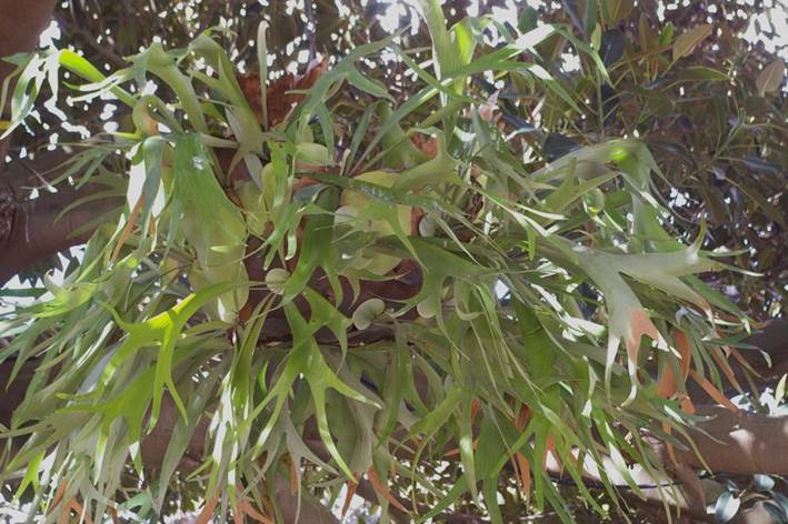 Descripción: D:\flores x genero\Ornamentales varias\Ornamentales\Pteridophyta\Platycerium IMGP0585.JPG